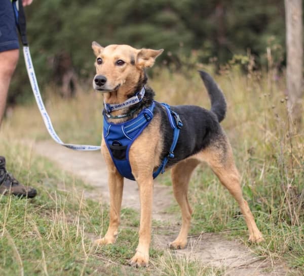 TrueLove Front Line Hundesele Marineblå Vælg størrelse: XS