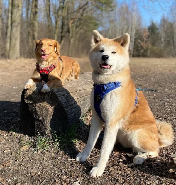 TrueLove Front Line Hundesele Marineblå Vælg størrelse: XS