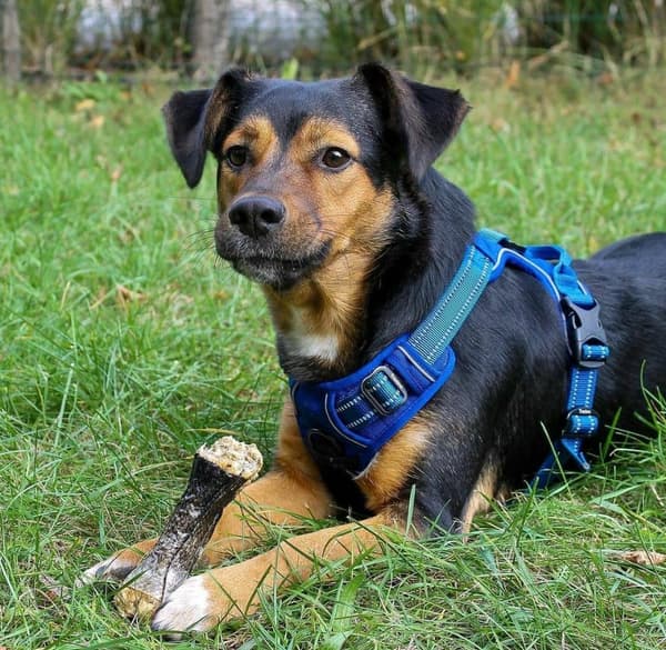 TrueLove Front Line Hundesele Marineblå Vælg størrelse: M