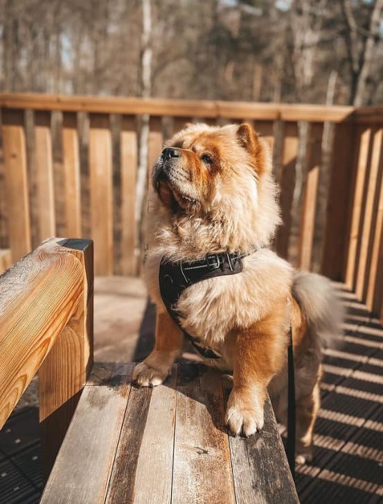 TrueLove Front Line Hundsele Svart Välj storlek: L
