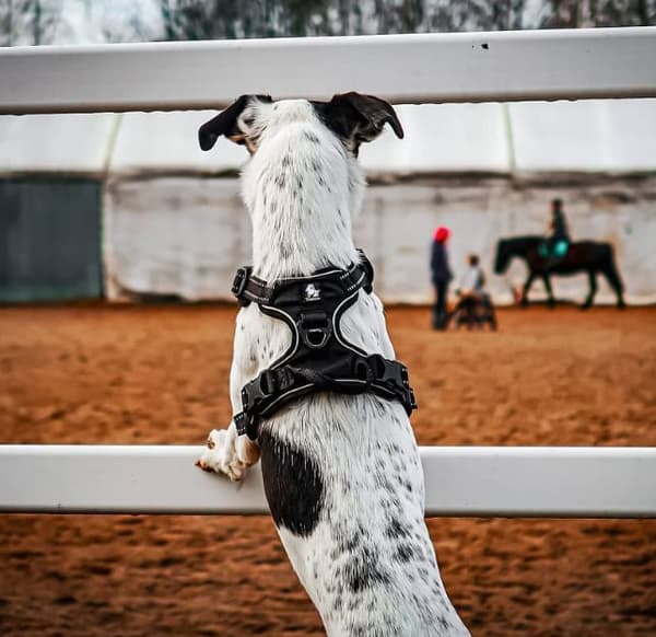 TrueLove Front Line Hundsele Svart Välj storlek: L