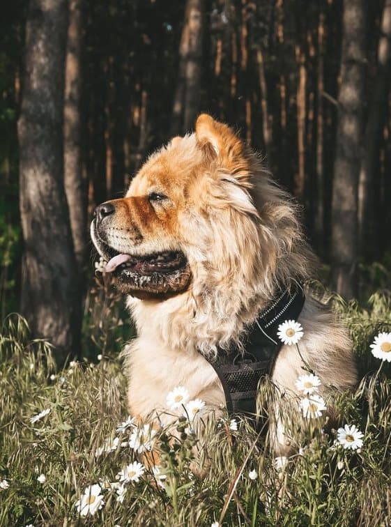 TrueLove Front Line Hundsele Svart Välj storlek: L