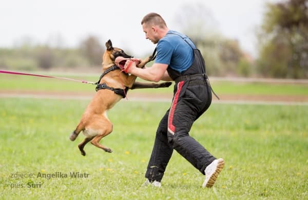 TrueLove Front Line Hundsele Svart Välj storlek: L