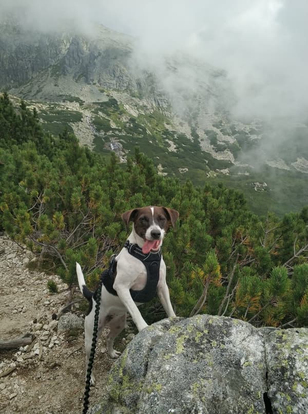 TrueLove Front Line Hundsele Svart Välj storlek: L