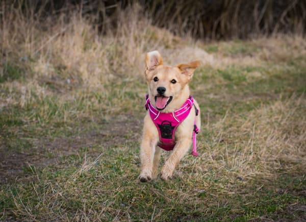 TrueLove Front Line Hundesele Pink Vælg størrelse: L
