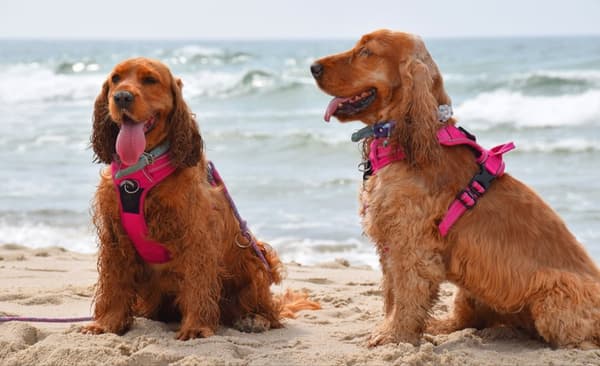 TrueLove Front Line Hundesele Pink Vælg størrelse: L