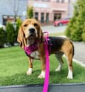 Miniatyrbillede 8 af 10: TrueLove Front Line Hundesele Pink Vælg størrelse: L