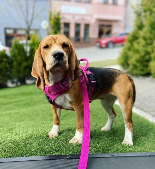 TrueLove Front Line Hundesele Pink Vælg størrelse: L