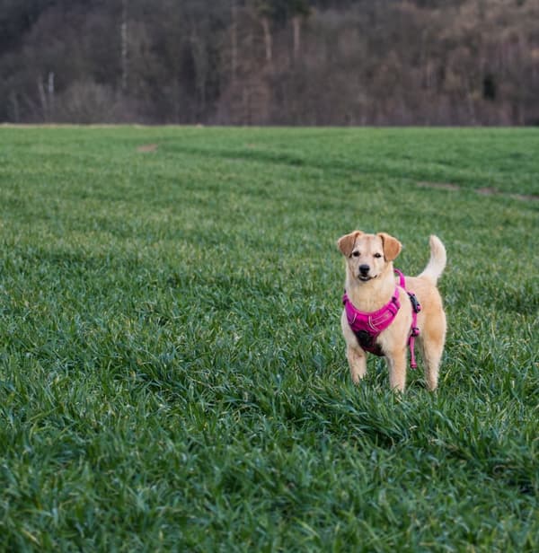 TrueLove Front Line Hundesele Pink Vælg størrelse: L