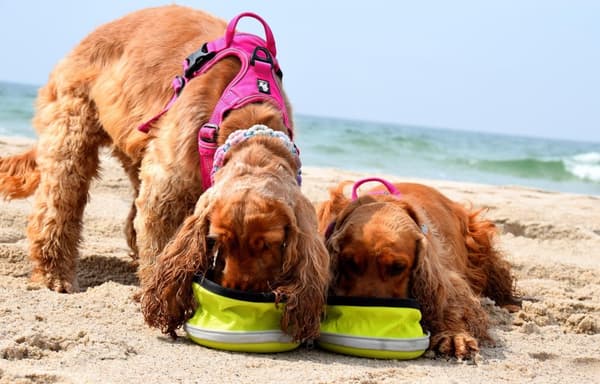 TrueLove Front Line Hundesele Pink Vælg størrelse: L