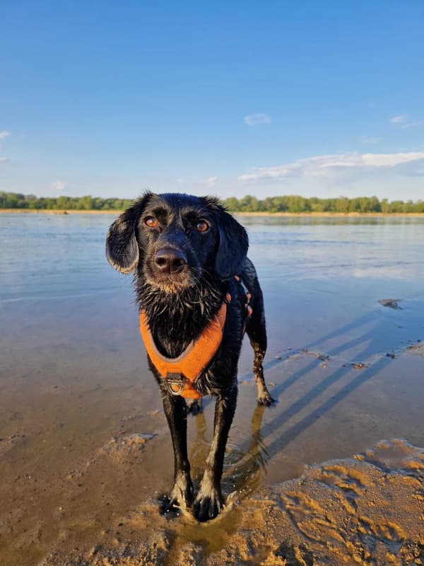 TrueLove Lumen Hundsele Orange Välj storlek: XS