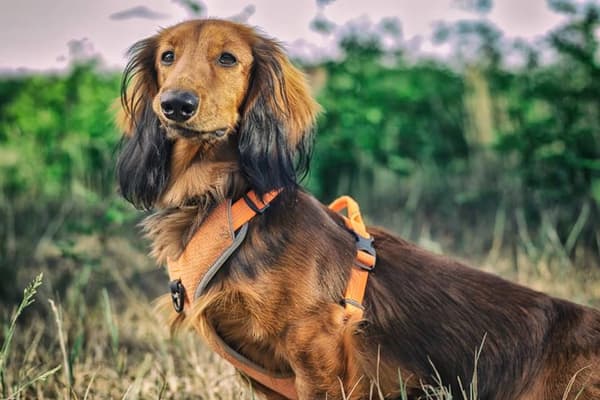 TrueLove Lumen Hundsele Orange Välj storlek: XS