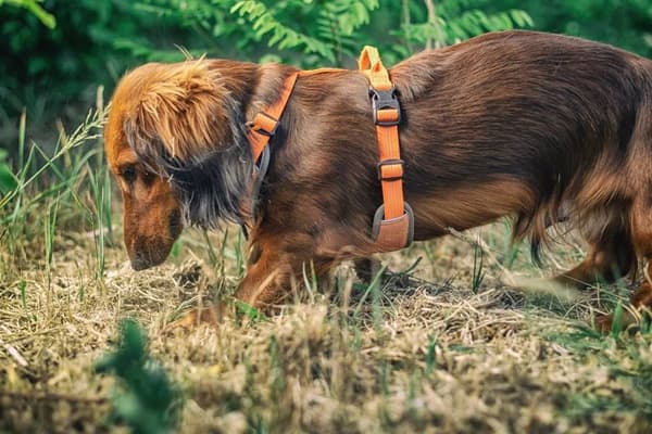 TrueLove Lumen Hundsele Orange Välj storlek: XS