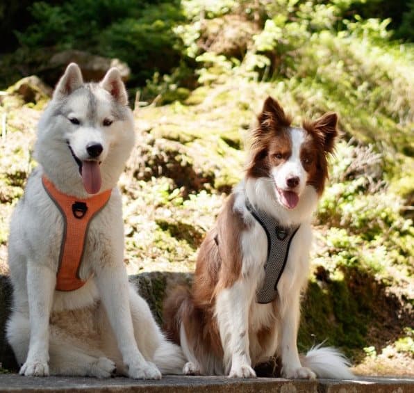 TrueLove Lumen Hundsele Orange Välj storlek: XS