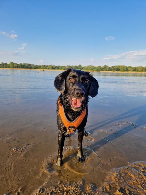 TrueLove Lumen Hundsele Orange Välj storlek: XS