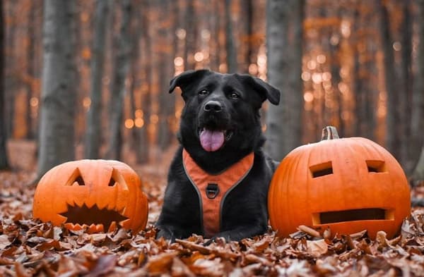 TrueLove Lumen Hundsele Orange Välj storlek: XS