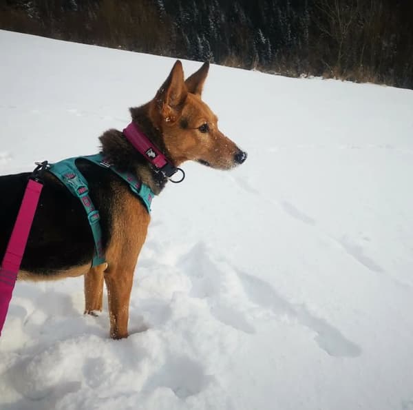 Active Pink TrueLove Hundhalsband Välj storlek: XXS