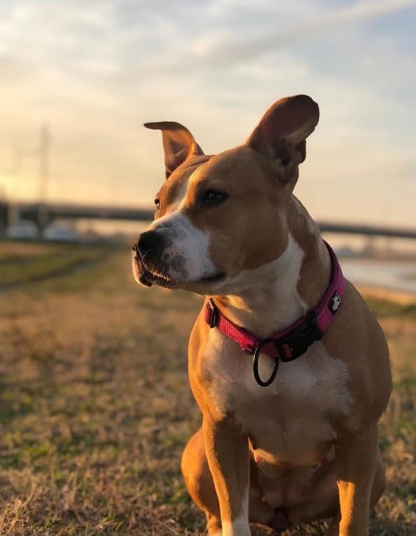 Active Pink TrueLove Hundhalsband Välj storlek: XXS