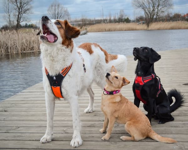 Aktivt lyserødt TrueLove hundehalsbånd Vælg størrelse: M