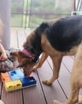 Miniatyrbillede 8 af 11: Aktivt lyserødt TrueLove hundehalsbånd Vælg størrelse: M