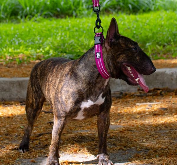 Aktivt lyserødt TrueLove hundehalsbånd Vælg størrelse: M