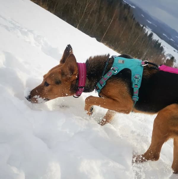 Aktivt lyserødt TrueLove hundehalsbånd Vælg størrelse: M