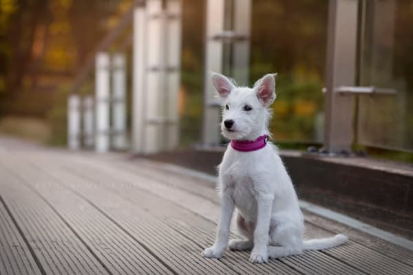 Aktivt lyserødt TrueLove hundehalsbånd Vælg størrelse: M