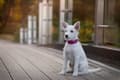 Miniatyrbillede 2 af 11: Aktivt lyserødt TrueLove hundehalsbånd Vælg størrelse: M