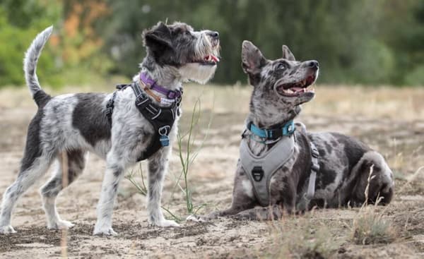 Active Blue TrueLove Hundhalsband Välj storlek: XS