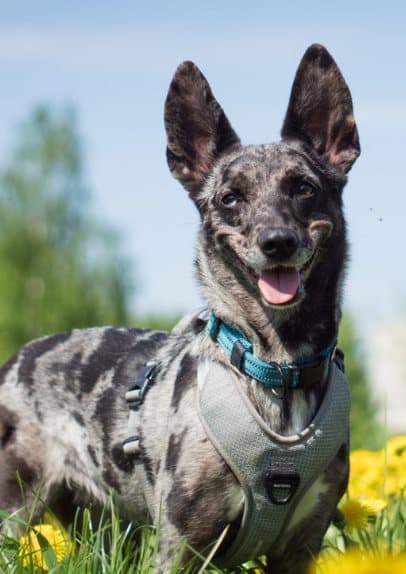 Active Blue TrueLove Hundehalsbånd Vælg størrelse: S