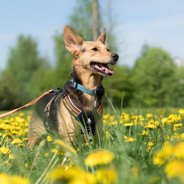 Active Blue TrueLove Hundehalsbånd Vælg størrelse: S