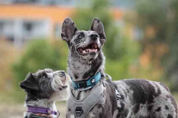 Active Blue TrueLove Hundehalsbånd Vælg størrelse: S