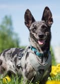 Miniatyrbild 3 av 10: Active Blue TrueLove Hundhalsband Välj storlek: XXL