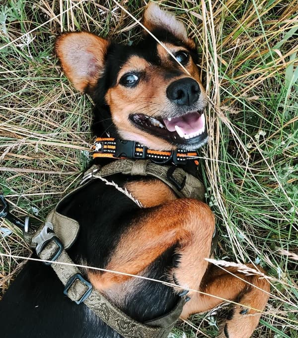 Active Orange TrueLove Hundehalsbånd Vælg størrelse: XXS
