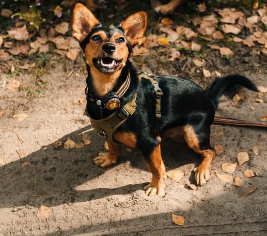 Aktiv Orange TrueLove Hundehalsbånd Vælg størrelse: S
