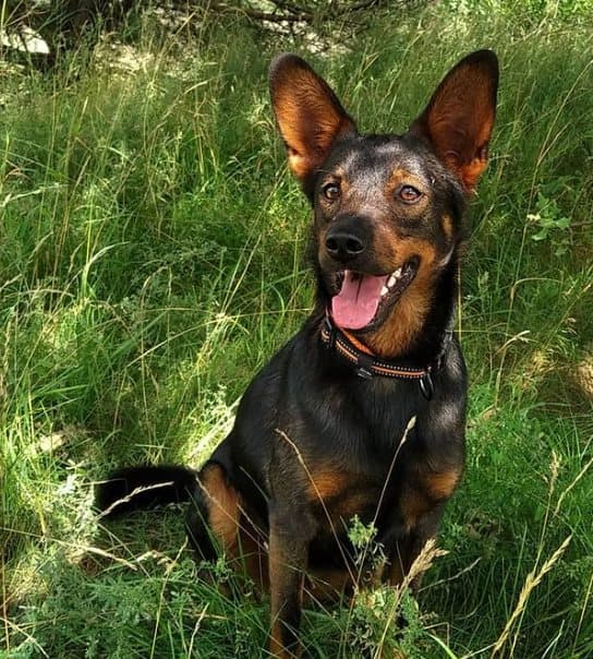 Aktivt Orange TrueLove Hundhalsband Välj storlek: L