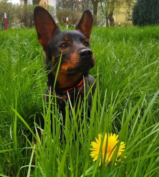 Aktivt Orange TrueLove Hundhalsband Välj storlek: L