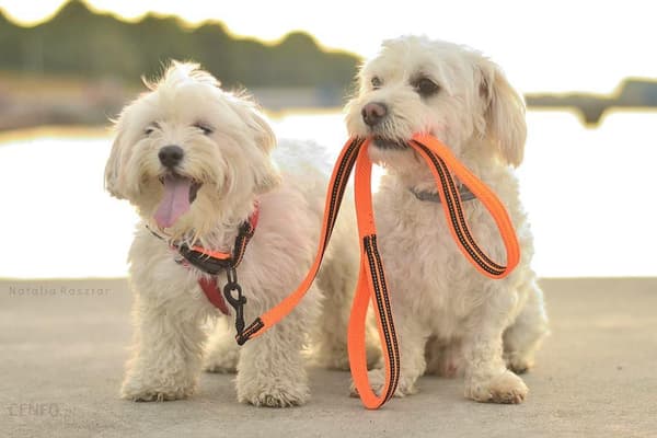 Aktivt Orange TrueLove Hundhalsband Välj storlek: L