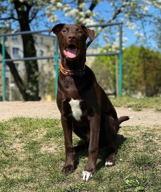 Aktiv Orange TrueLove Hundehalsbånd Vælg størrelse: XXL