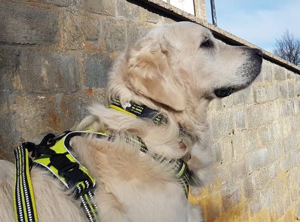 Hundhalsband Active Gul TrueLove Välj storlek: XXXL