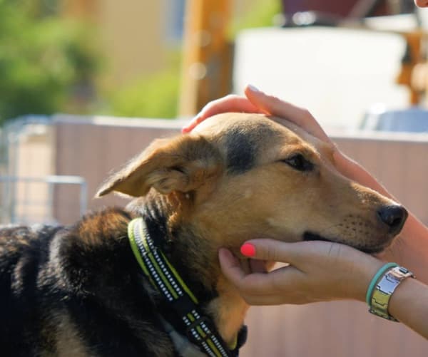 Hundhalsband Active Gul TrueLove Välj storlek: XXXL