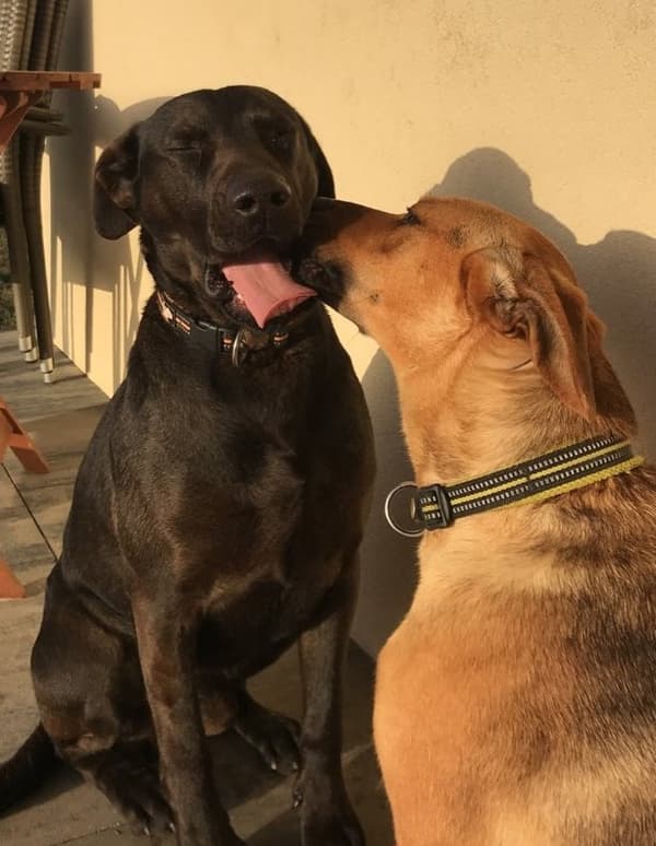 Hundhalsband Active Gul TrueLove Välj storlek: XXXL