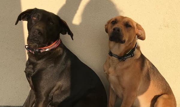 Hundhalsband Active Gul TrueLove Välj storlek: XXXL