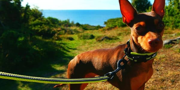 Hundhalsband Active Gul TrueLove Välj storlek: XXXL