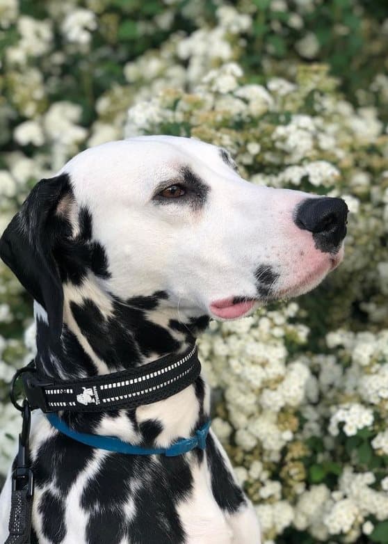 Active Black TrueLove Hundhalsband Välj storlek: M