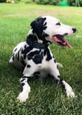 Miniatyrbild 4 av 6: Active Black TrueLove Hundhalsband Välj storlek: M