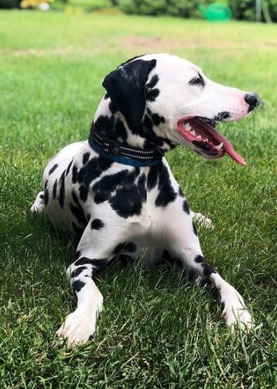 Active Black TrueLove Hundhalsband Välj storlek: M