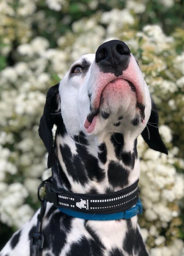 Active Black TrueLove Hundhalsband Välj storlek: M
