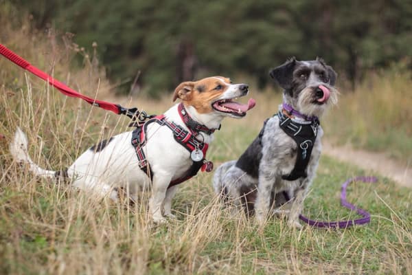 Aktivt rött TrueLove hundhalsband Välj storlek: XS