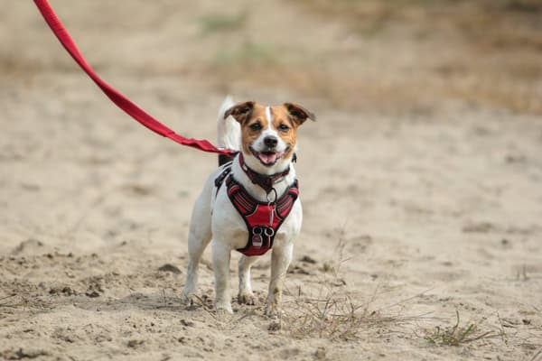 Aktivt rött TrueLove hundhalsband Välj storlek: XS